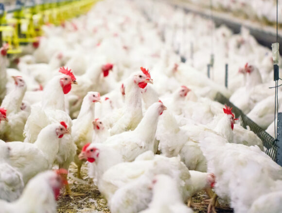 Завтра, снова будет открыт рынок Европейского союза для аргентинского мяса птицы
