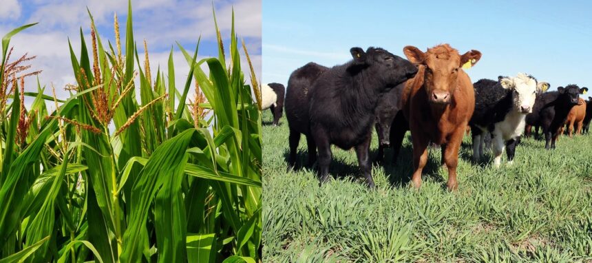 Кордова снижает ставки валового дохода для сельскохозяйственной деятельности