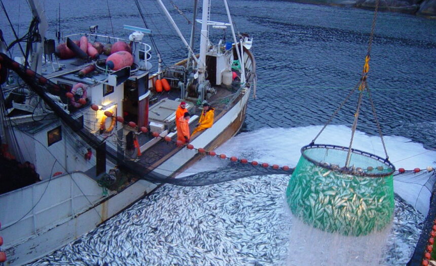 pesca Уровень активности в рыболовном секторе в июле вырос на 20,6% по сравнению с аналогичным периодом прошлого года