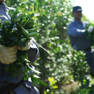 Установлены новые цены на сырье мате на сезон октябрь-март