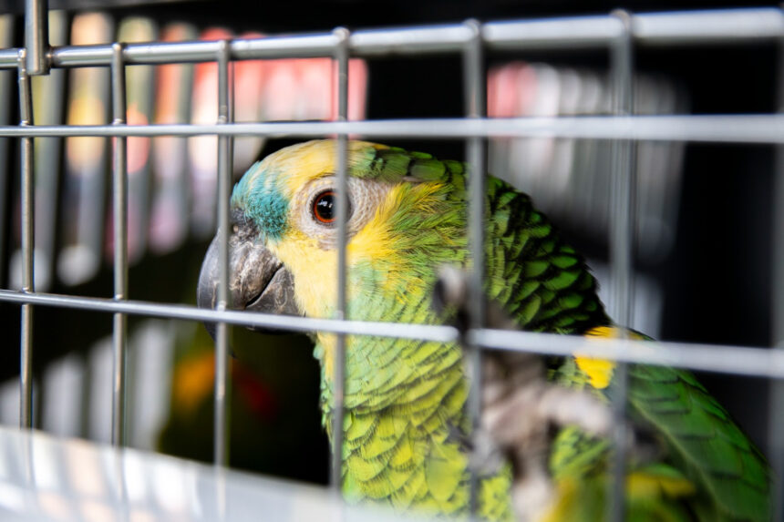 В рамках борьбы с незаконным оборотом диких животных проведены рейды в провинции Буэнос Айрес