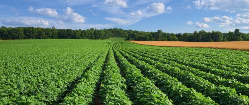 Проанализирована стратегическая роль Senasa и задача удвоения экспорта агропродовольственных товаров