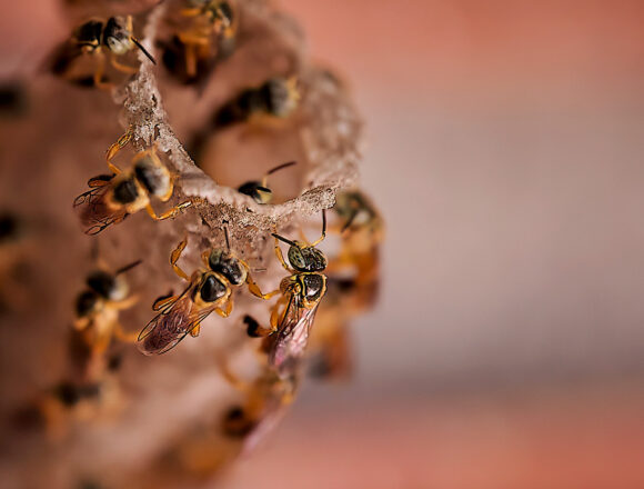 Пчелы — уникальный метод Университета Буэнос-Айреса