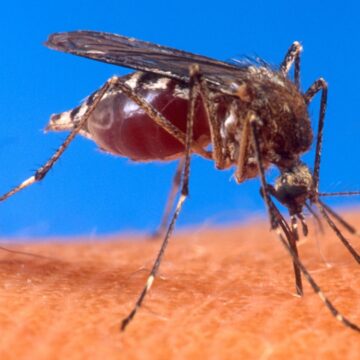 Денге, новый сезон: уход, симптомы и вакцинация