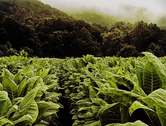 tobacco foto B_ Kilgore В Мисьонес согласована новая цена на табак с повышением на 300%