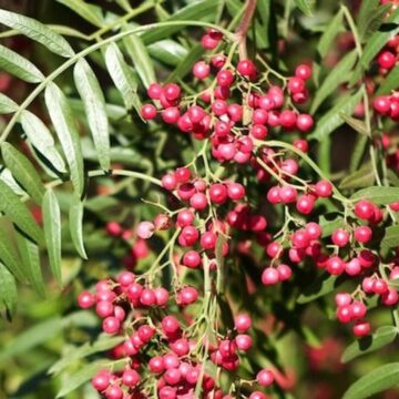 Экологичная борьба, дерево предлагает альтернативу репеллентам для борьбы с комарами