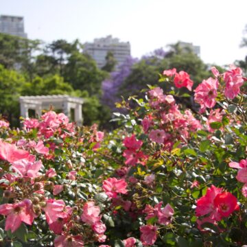 Ботанический сад — розарий