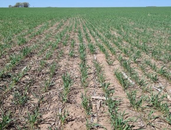 Погодное предупреждение: в наиболее продуктивных районах прогноз по осадкам самый неблагоприятный