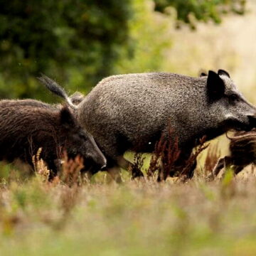 Инвазивные виды: на севере аргентины  призывают остановить диких кабанов, одичавших свиней и оленей