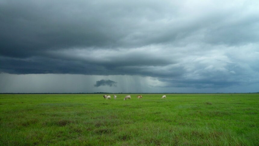 Дожди в центре страны: спасательный круг, которого так ждали в поле для урожайного 2024/25 года