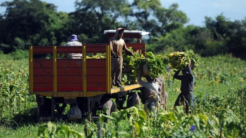 trabajadores rurales Сельские работники получат премию в размере 60 000