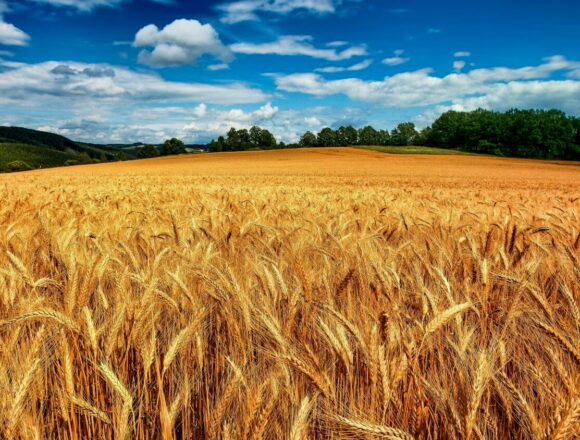 Рекордные поступления валюты: аграрный сектор демонстрирует показатели, которых не было с 2013 года