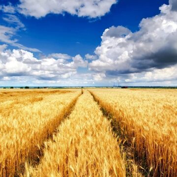 Экспорт провинциальных экономик Аргентины: восстановление после кризиса