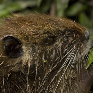 Разрешения на охоту в провинциях вызывают тревогу из-за отсутствия контроля