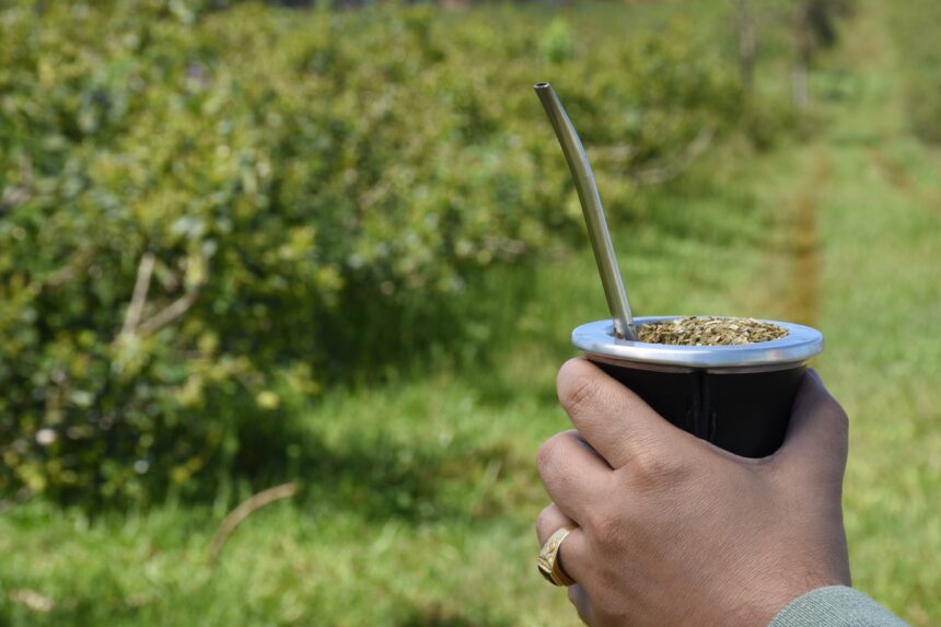 Правительство отменяет полномочия INYM по регулированию цен производителей yerba mate