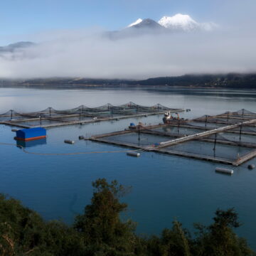 Tierra del Fuego утверждает закон о выращивании лосося и форели