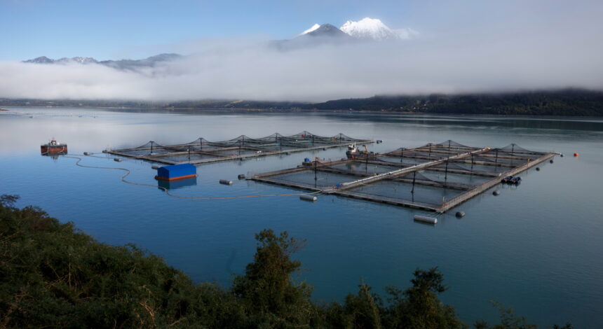 Tierra del Fuego утверждает закон о выращивании лосося и форели