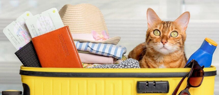 Правительство Аргентины разрешило провоз домашних животных в поездах и междугородних автобусах национальной юрисдикции