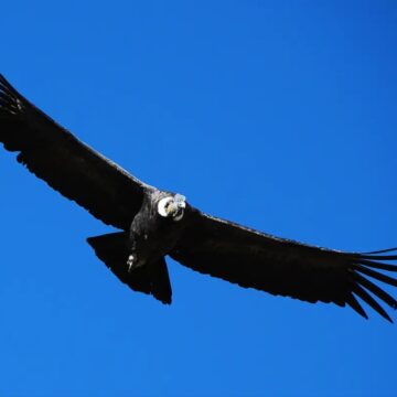 Документальный фильм CNN подчёркивает работу по сохранению андского кондора Документальный фильм CNN подчёркивает работу по сохранению андского кондора