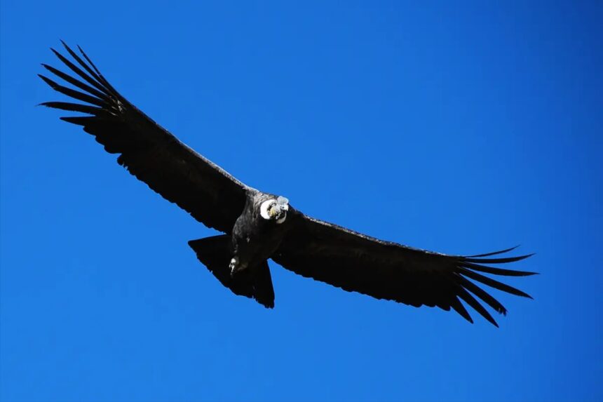 Документальный фильм CNN подчёркивает работу по сохранению андского кондора