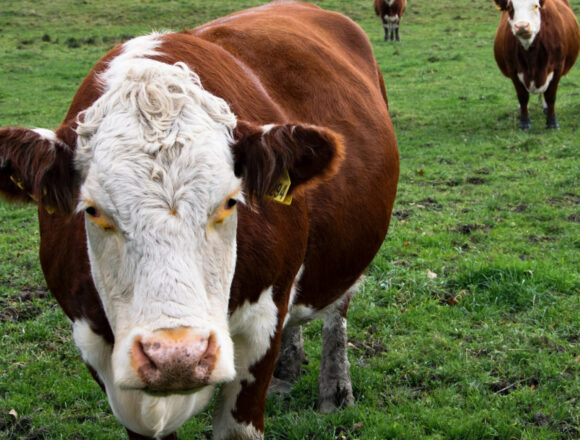 Чрезвычайные меры в сфере животноводства в связи с неблагоприятными погодными условиями