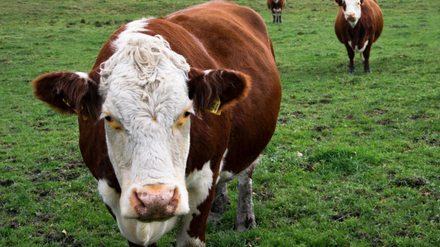 Чрезвычайные меры в сфере животноводства в связи с неблагоприятными погодными условиями